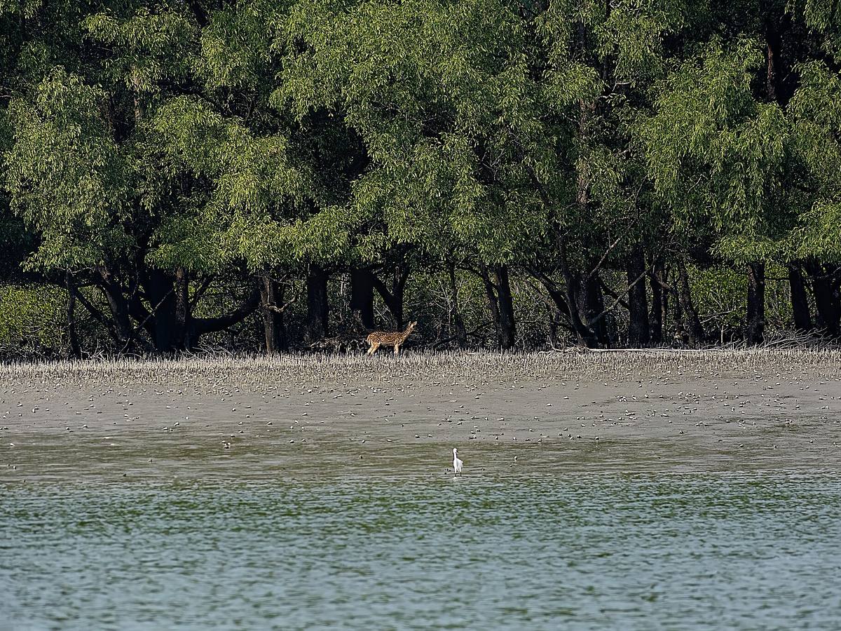 Sundarbans · Home