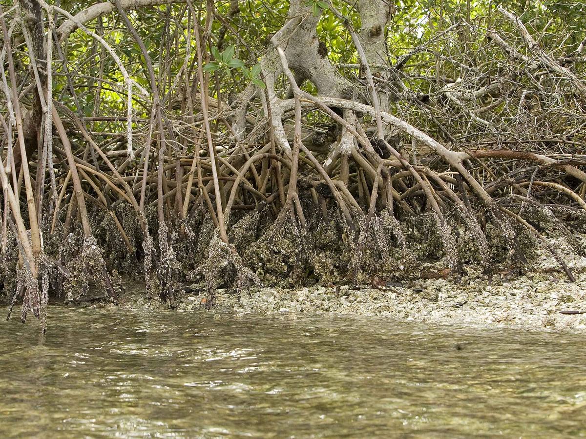 Mangrove roots
